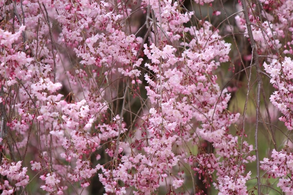 5255-横八重紅枝垂れ桜　蕾と花びっしり　.jpg